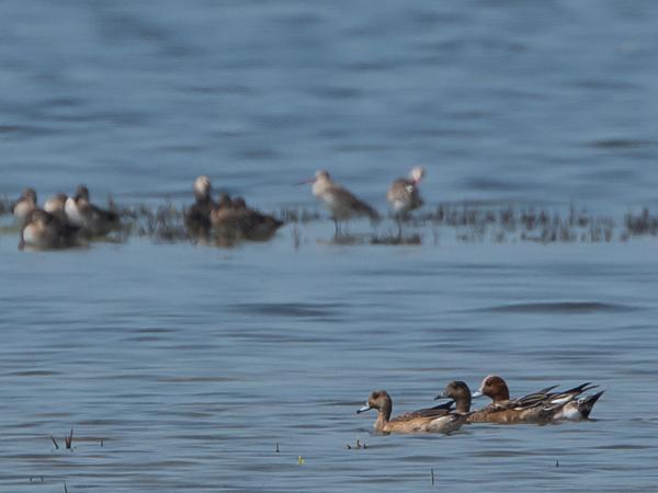<h3><a href="/trips/srilanka/biota/animalia/chordata/aves/007 anseriformes/003 anatidae/anas penelope/anas penelope-nl.html">Anas&nbsp;penelope</a> / Eurasian&nbsp;wigeon / Smient</h3>NIKON D500 met AF-S Nikkor 80-400mm f/4.5-5.6G ED VR, 1/1000 sec  bij F8.0, ISO 200, afstand 167&nbsp;m